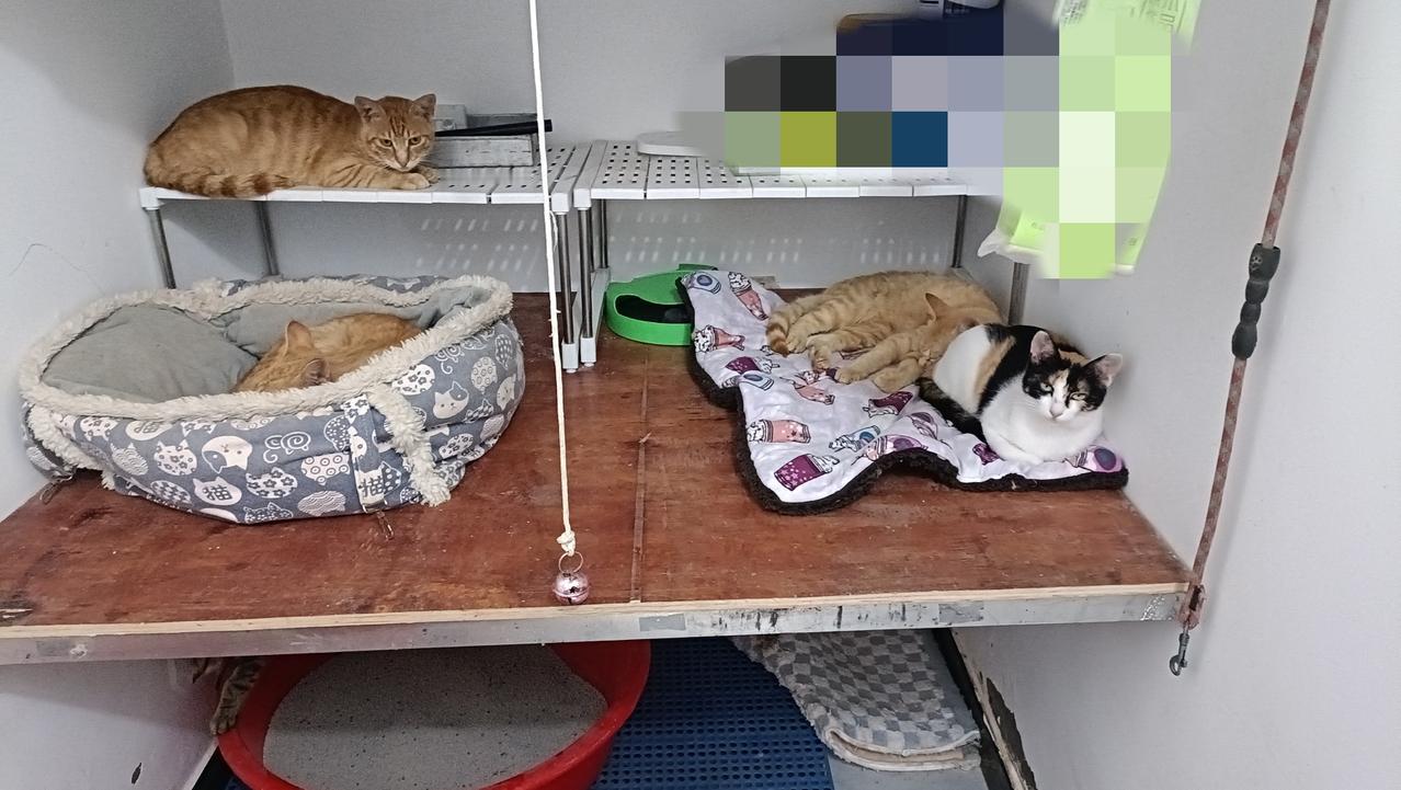 连续下雨，散养的小猫聪明的回到狗屋休息，我发现居然多了一只小橘猫，不确定是不是一
