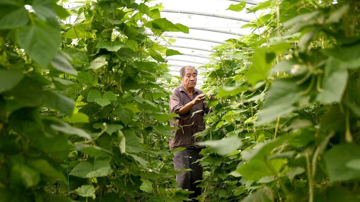 豆角高产秘诀: 老植保员揭秘花荚期五大禁忌