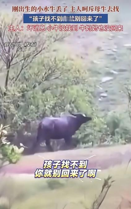 解释不清了！安徽，一头母牛把刚出生不久的小牛弄丢了。牛主人气不打一处来，指着牛鼻