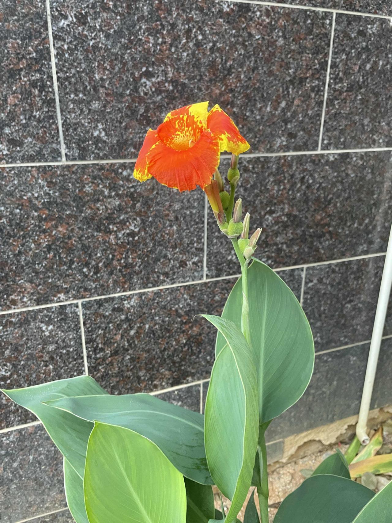 直到妯娌进门的那一刻，婆婆满心欢喜掏出两万块的红包给她当做改口费，我猛然发现，两