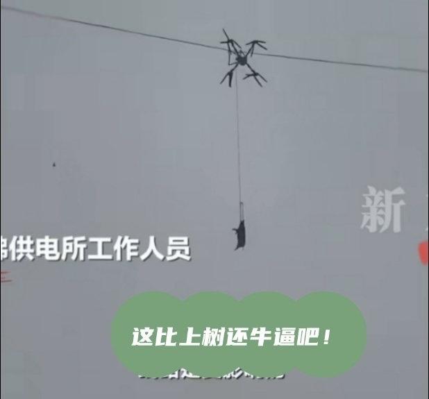 四川巴中发生了一件让人哭笑不得又挺闹心的事，有人想用无人机把山上的生猪吊下来杀年