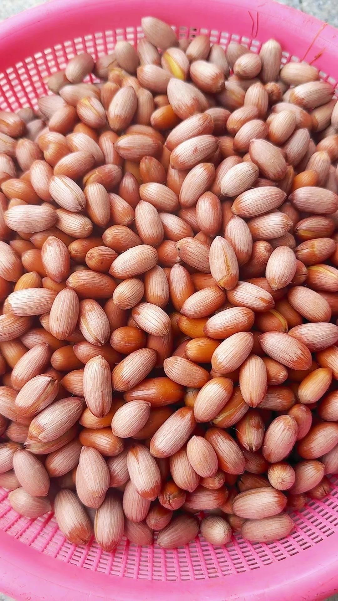 🌰长在藤蔓上的花生你们见过吗？这就是传说中的"古歪子"，也叫山花生，颗颗饱满能