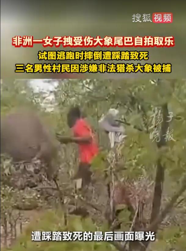 非洲纳米比亚，一头成年公象惨遭3名男子枪杀，在公象倒下后，一名女子上前拉扯公象的