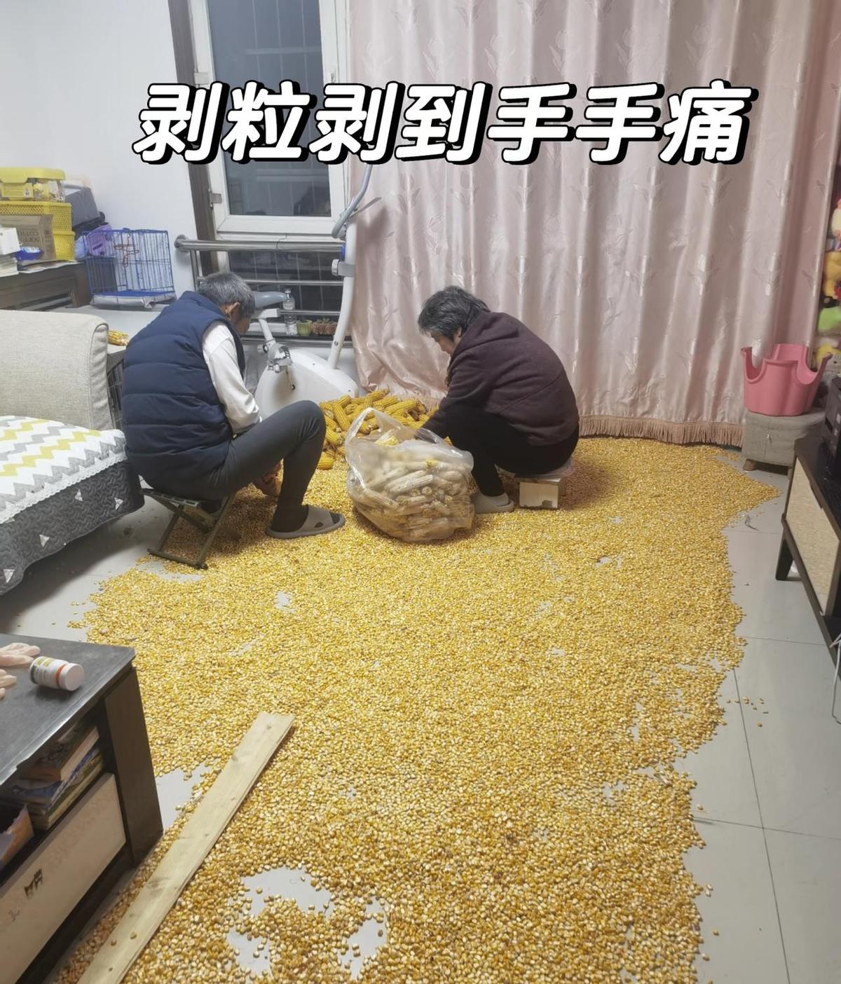 公婆蹲院里捡玉米，一筐子黄澄澄的粒儿，没说啥，就开剥。媳妇儿递水，孩子蹲边上数