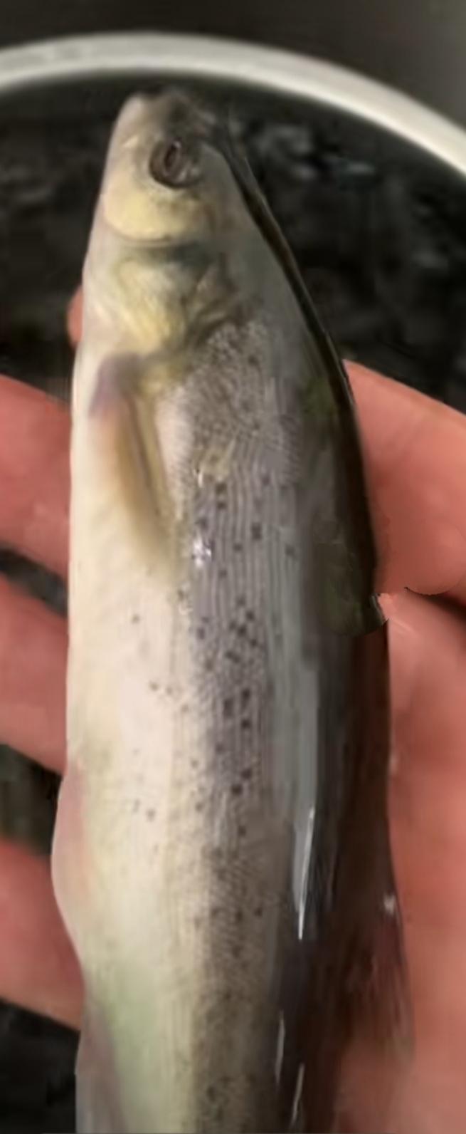 【柳根鱼】柳根鱼身体光溜溜的，没有鱼鳞，像泥鳅。听说只有东北才有。今天网购了4