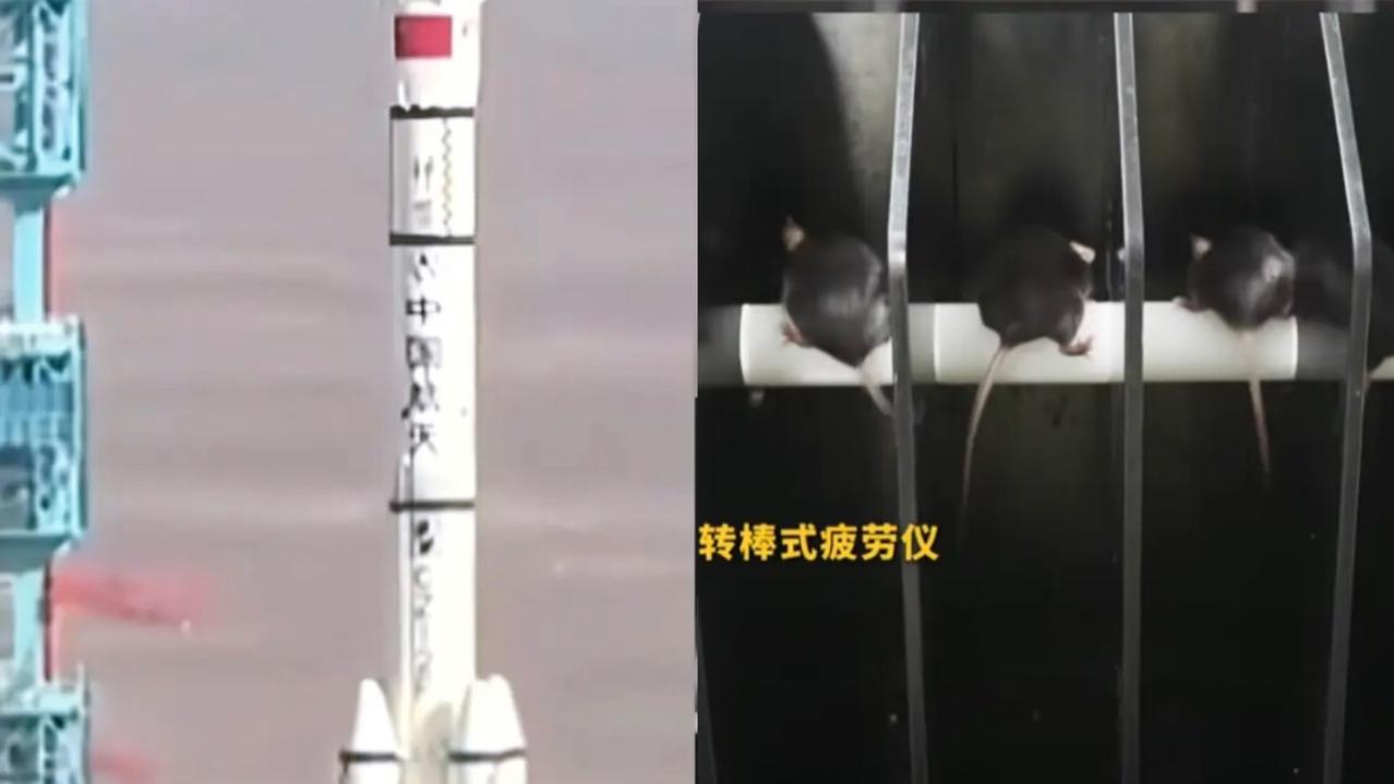 这下彻底火出圈!中国空间站不仅迎来三名航天员,还有四只“天选鼠”惊艳亮相,
