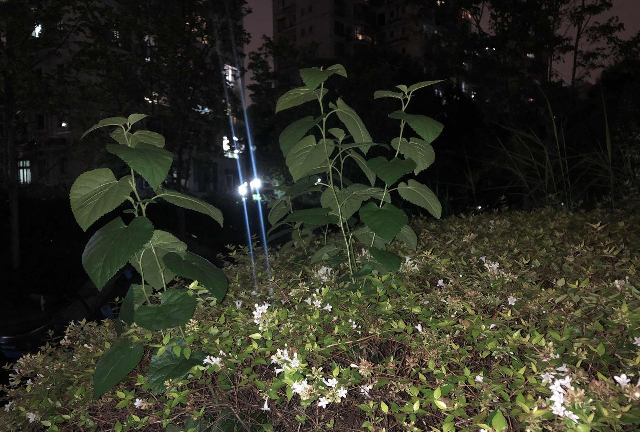 江南多桑树。桑树因为鸟类吃了桑椹排出种子，结果到处繁殖。花园里长出桑树其实非常好