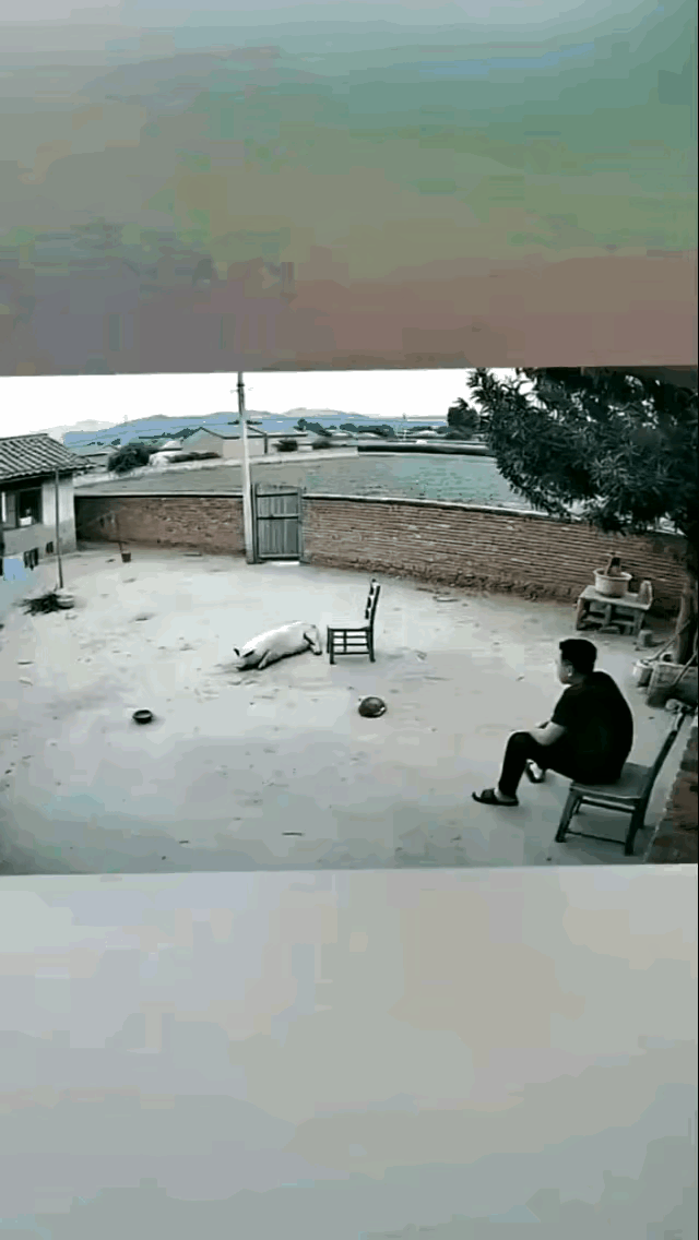 第一次看到这种雷击的画面，用过去农村的老话儿说，这头猪就是被雷劈死了，真没有想到