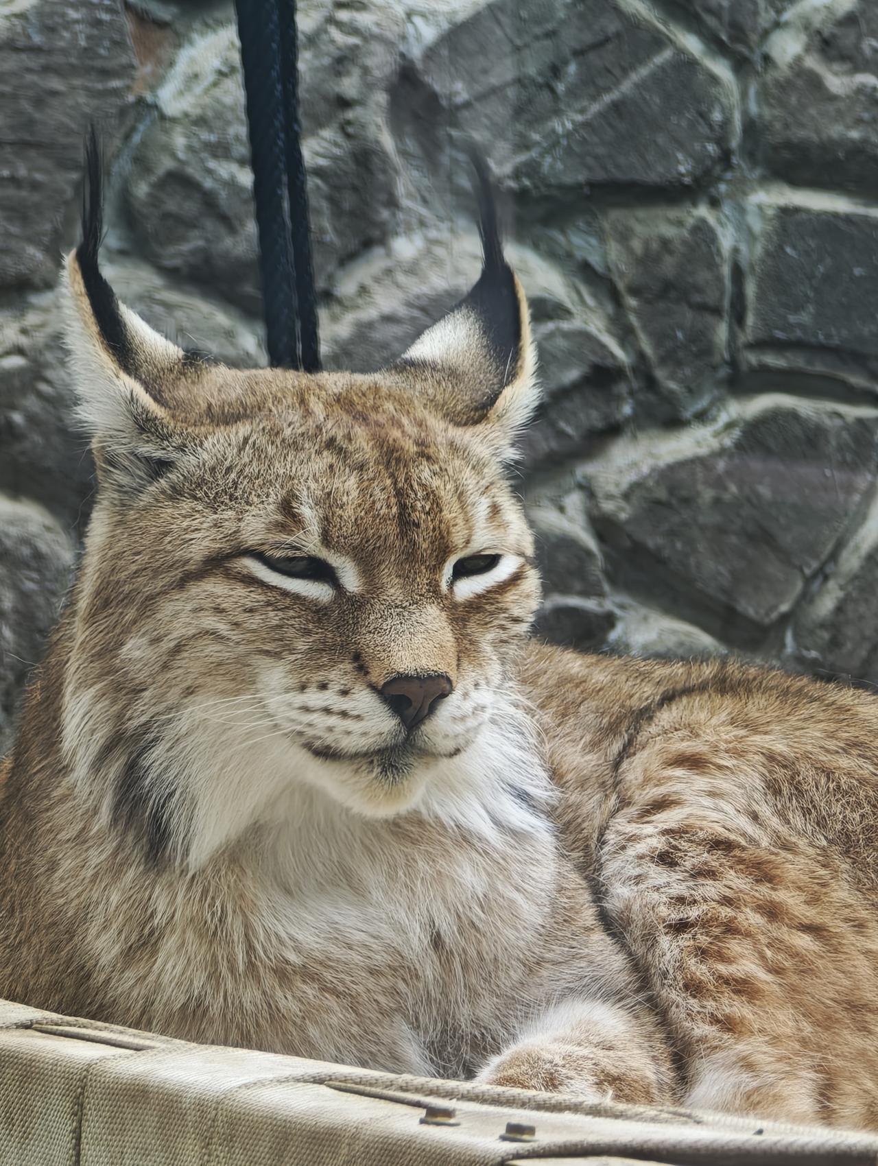 西宁野生动物园四大猫科明星之猞猁。这是国家二级保护动物欧亚猞猁，也是西野网红“天