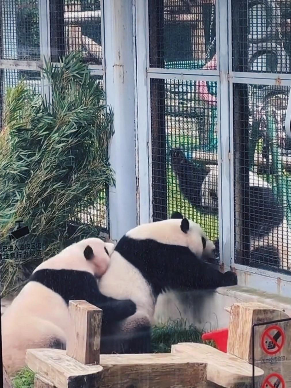 萌兰好宠爱他的双胞胎妹妹啊…萌宝萌玉这对7岁小姐妹，萌宝脑袋上那颗痣，萌玉就像