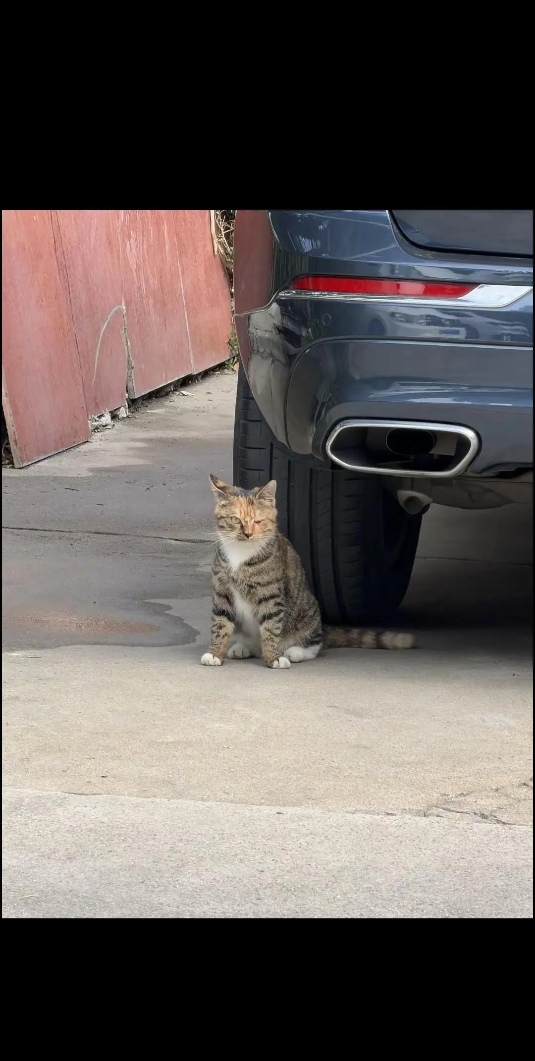 自由的小猫不是流浪猫是靠自己活下去的超级厉害江湖侠小猫！