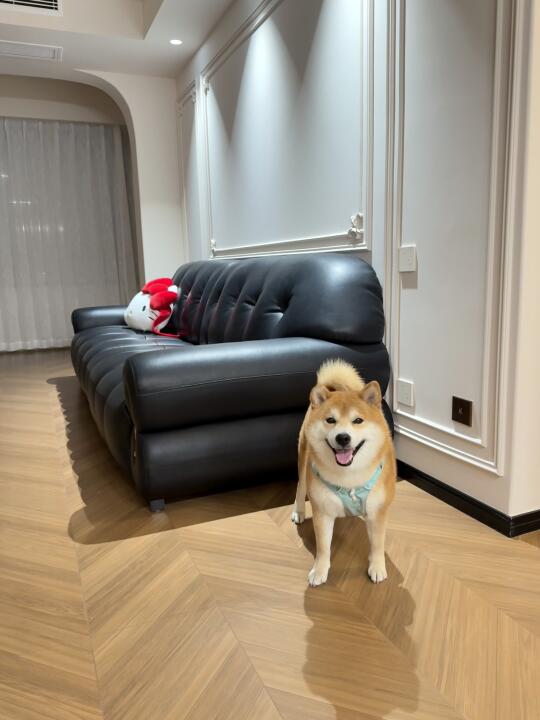 妈妈不让上沙发我可以离家出走吗？