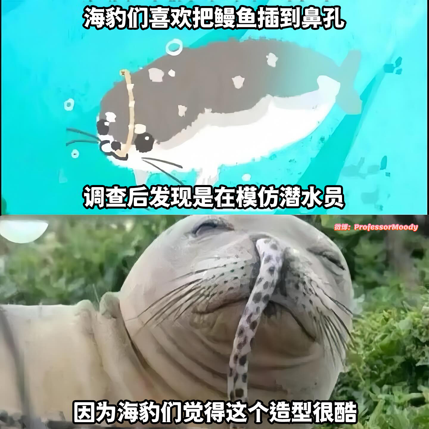 海豹cosplaymeme​​​
