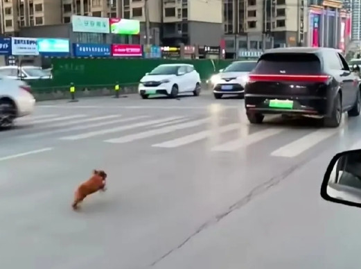 主人扔下小泰迪开车就走，小泰迪还在后面不停追赶