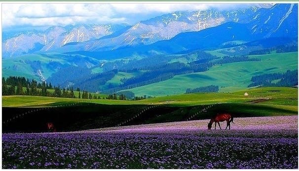去新疆伊犁，踏春，骑马，看花海。