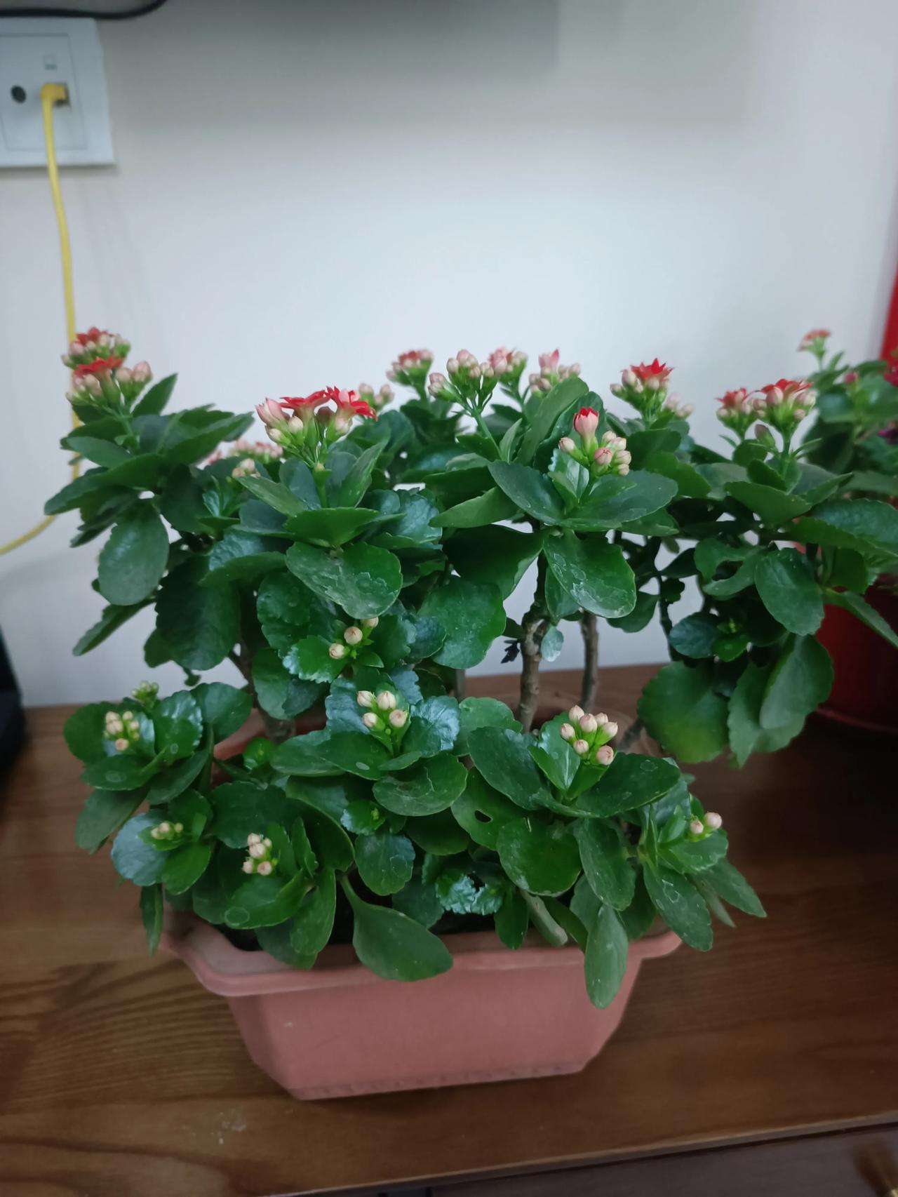 今年的高温天来得又早又猛，还好这盆长寿花经住了考验～日常浇水遵循“见干见湿”，怕