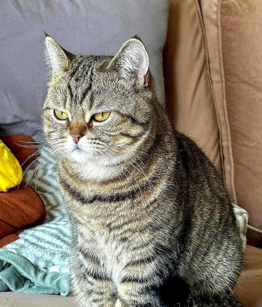 这只狸花猫我养一年了，经常三四天才回次家，每次回来身上总是香喷喷的，是一种女士沐