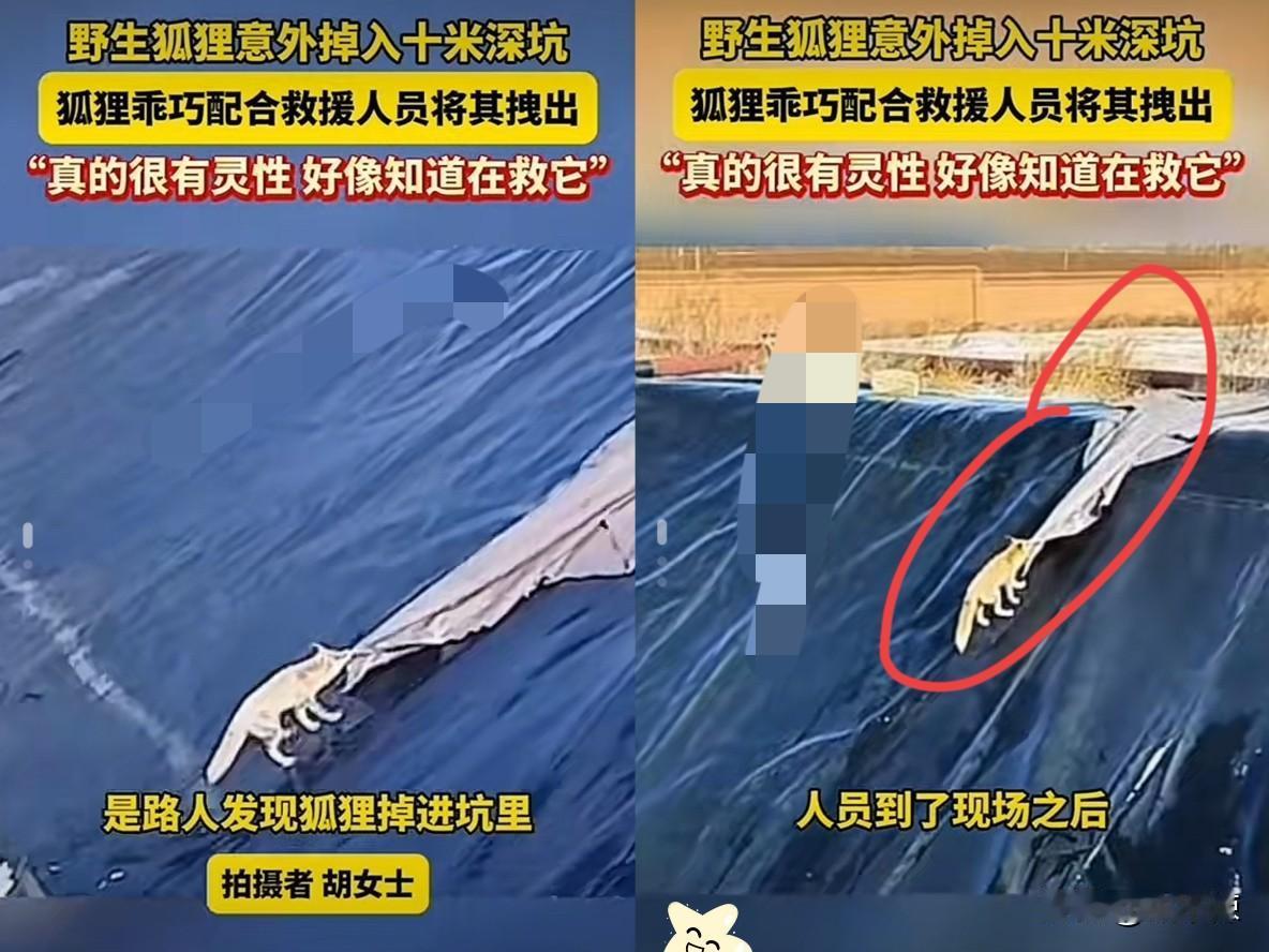 太有灵性了！内蒙古一野生狐狸意外掉入10米深坑，救援人员拿来长布，没想到野生狐狸