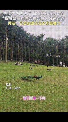 上新华社了！广西南宁两名女子游园观赏孔雀，好奇尝试网传技巧，模仿“咯咯咯”的声音
