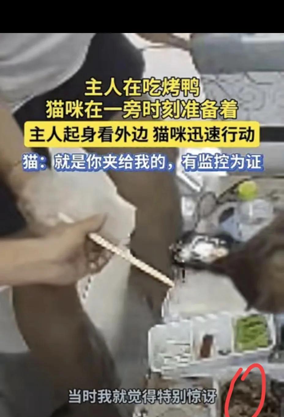 山东的一个小故事，一只猫蹲在冰箱顶上，盯着一盘刚出炉的烤鸭，瞄准后就咬一口，精准