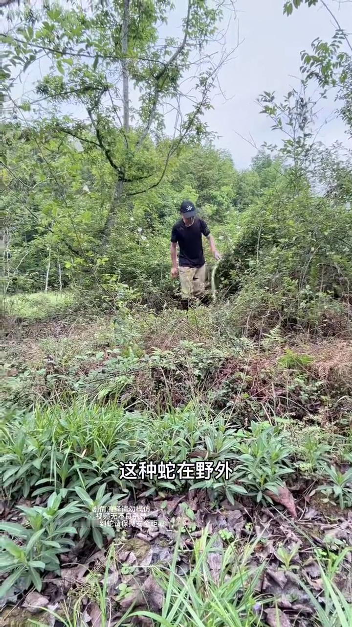 巨型过山峰蛇。过山峰蛇最大能长多大？巨型过山峰，常常听网上的人讲，他们有见到过