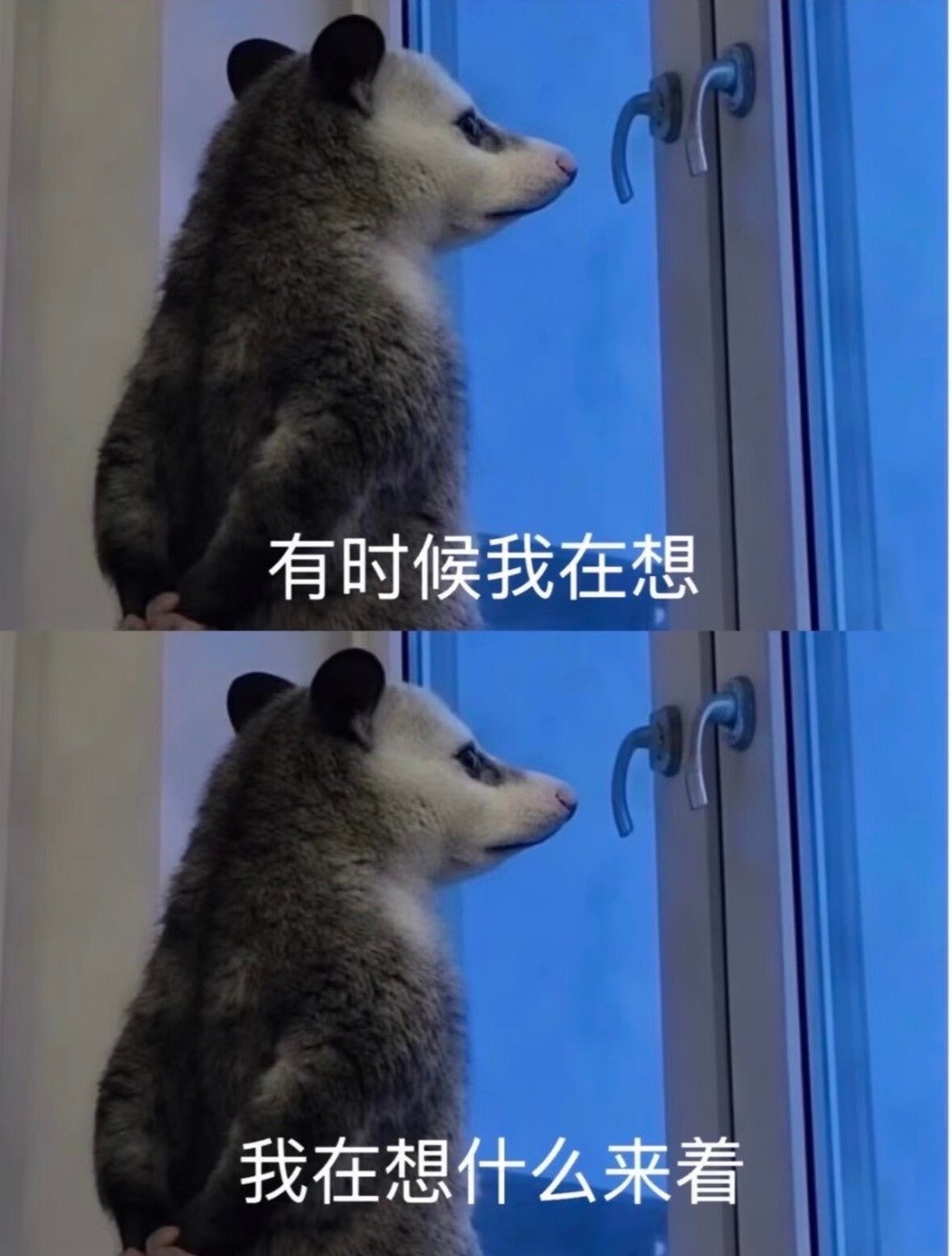 本人的靠谱程度belike