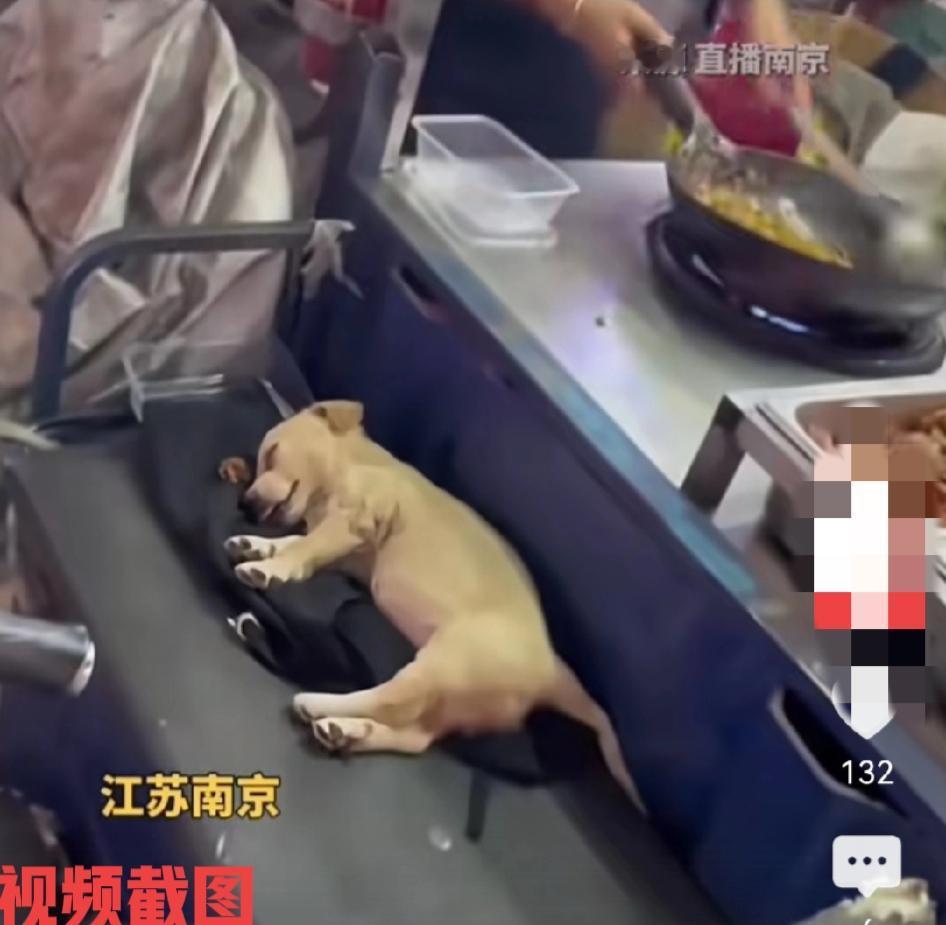 主人出摊炒面带着狗子。小狗狗没有乱跑,也没有一味撒欢的转悠,却选择在摊位的一