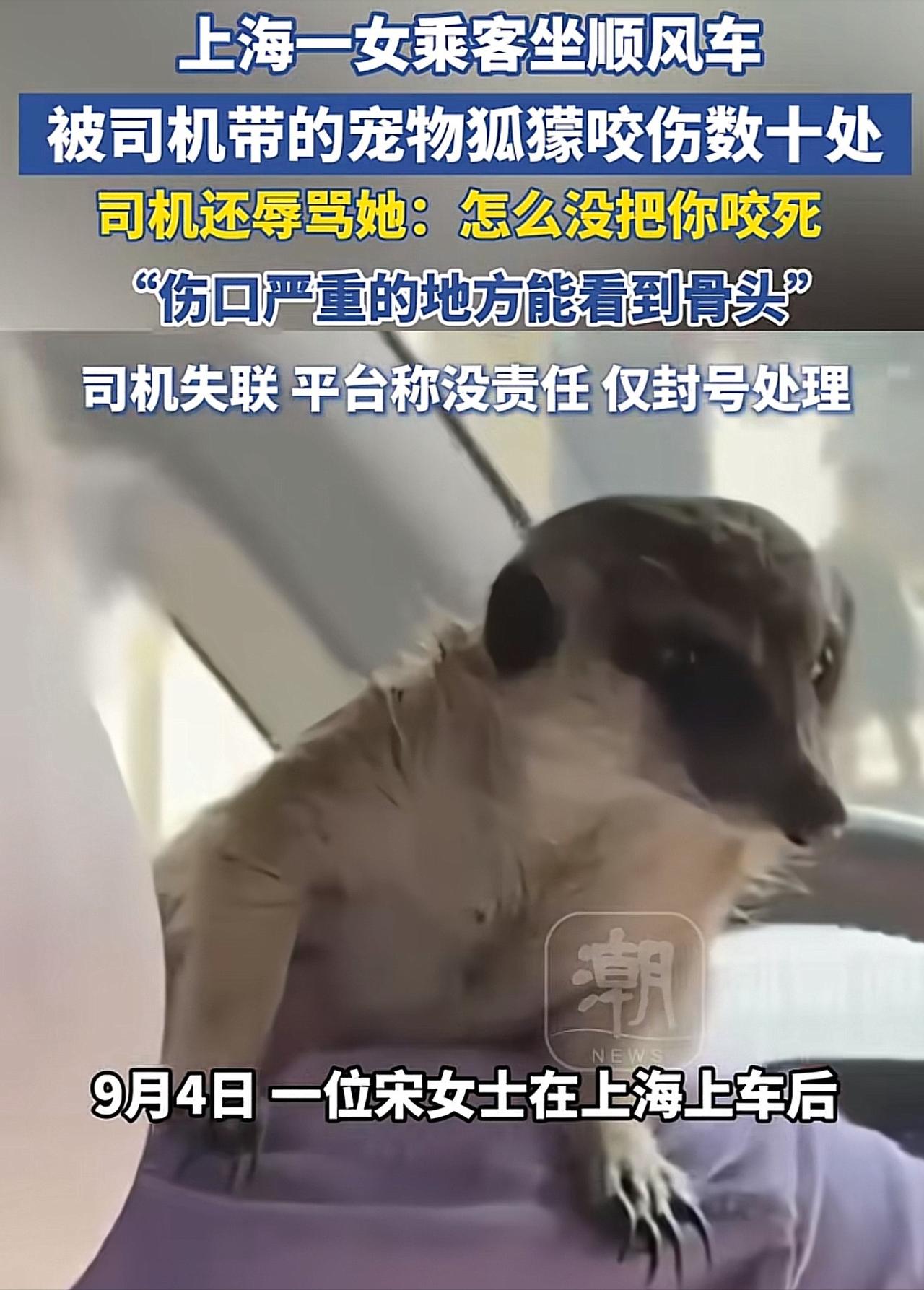 9月4日，上海，一女子打网约车，见女司机肩膀上蹲着一只野生动物狐獴，女子有些害怕