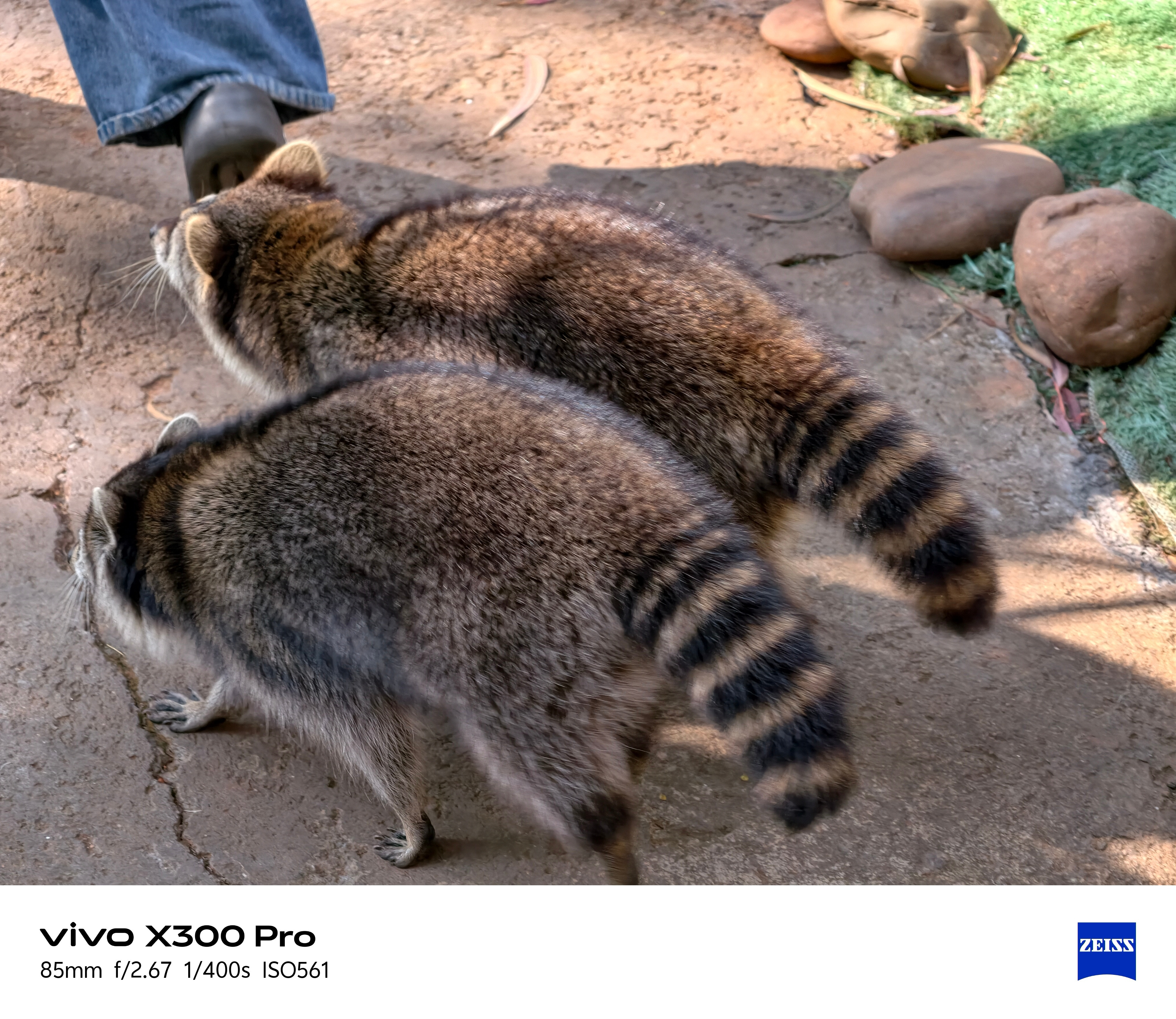 云南野生动物园太野生了离动物都好近昆明·云南野生动物园