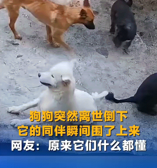 万物皆有灵，重庆，一狗主人发视频分享，家中一条白狗在狗圈里休息时，上一秒还好好的