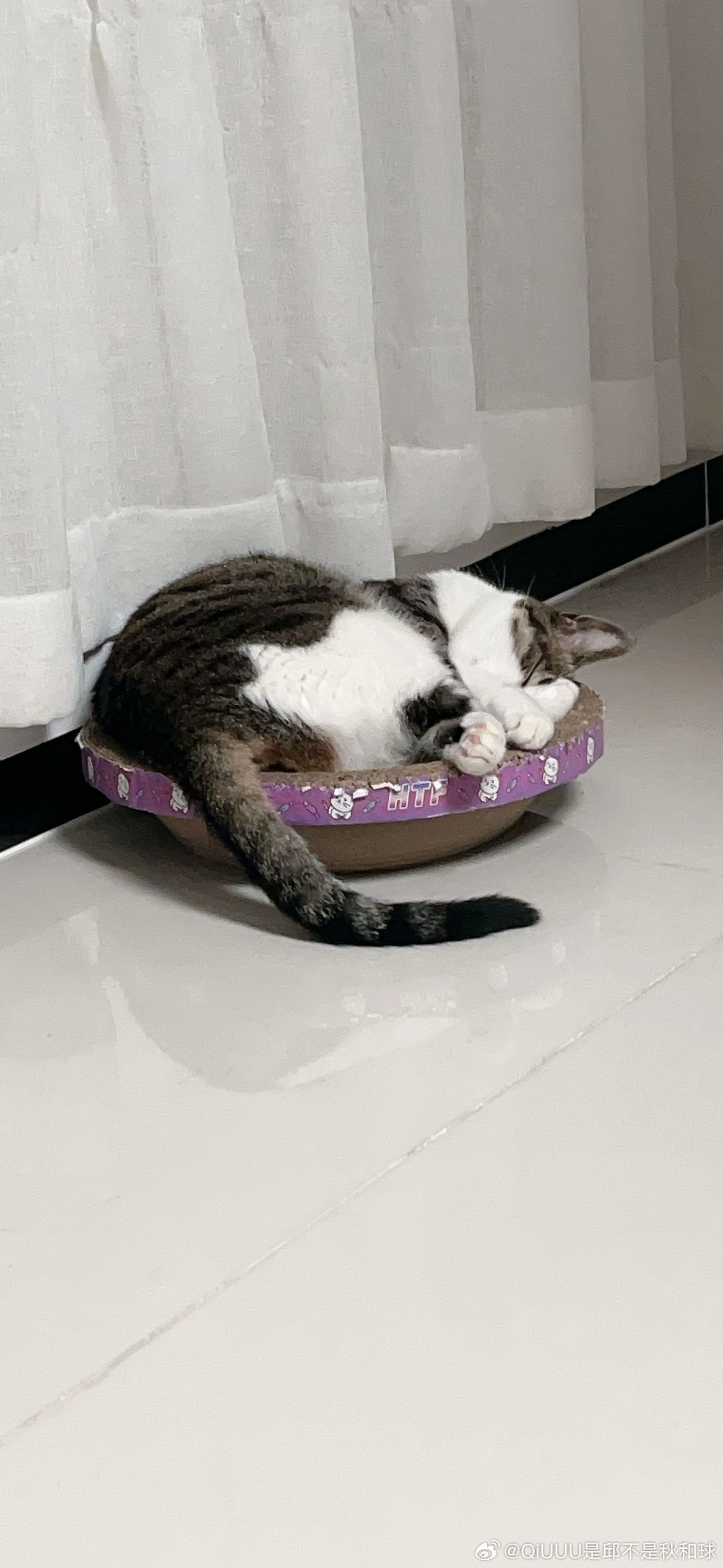 盆盆猫
