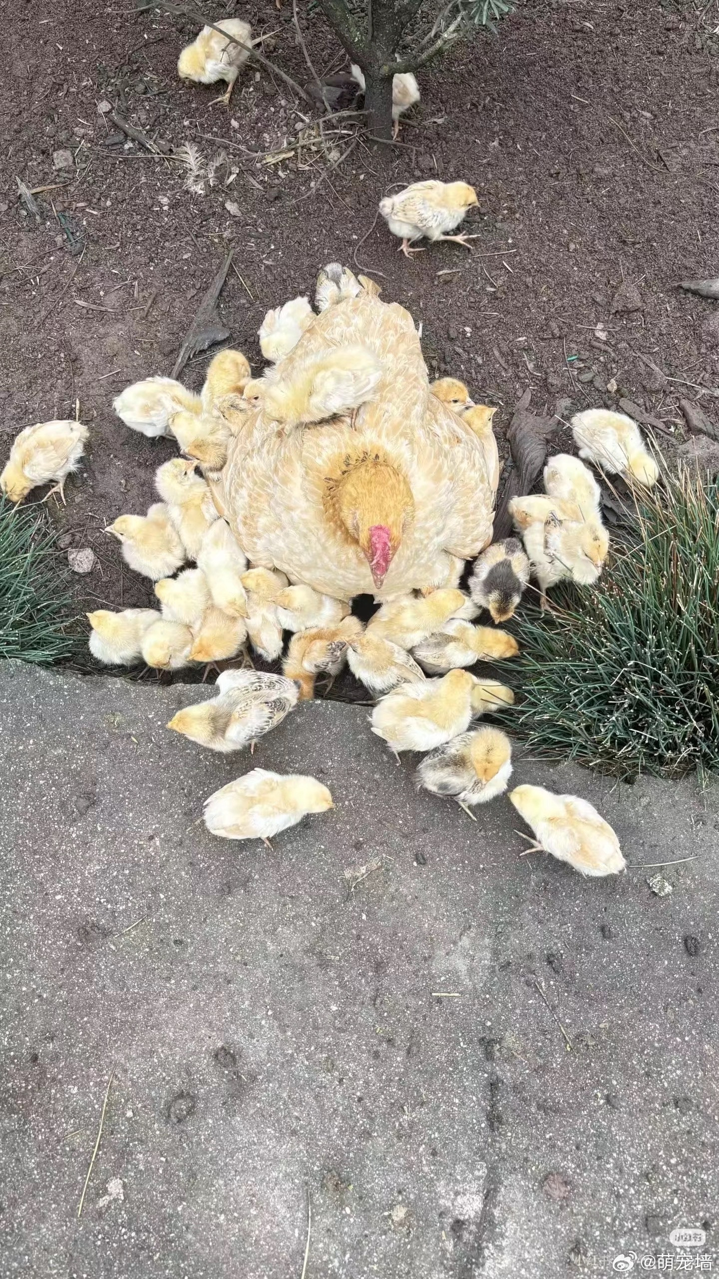 像一个巨大的荷包蛋这种两只爪子走路的羽毛生物为什么这么萌？？