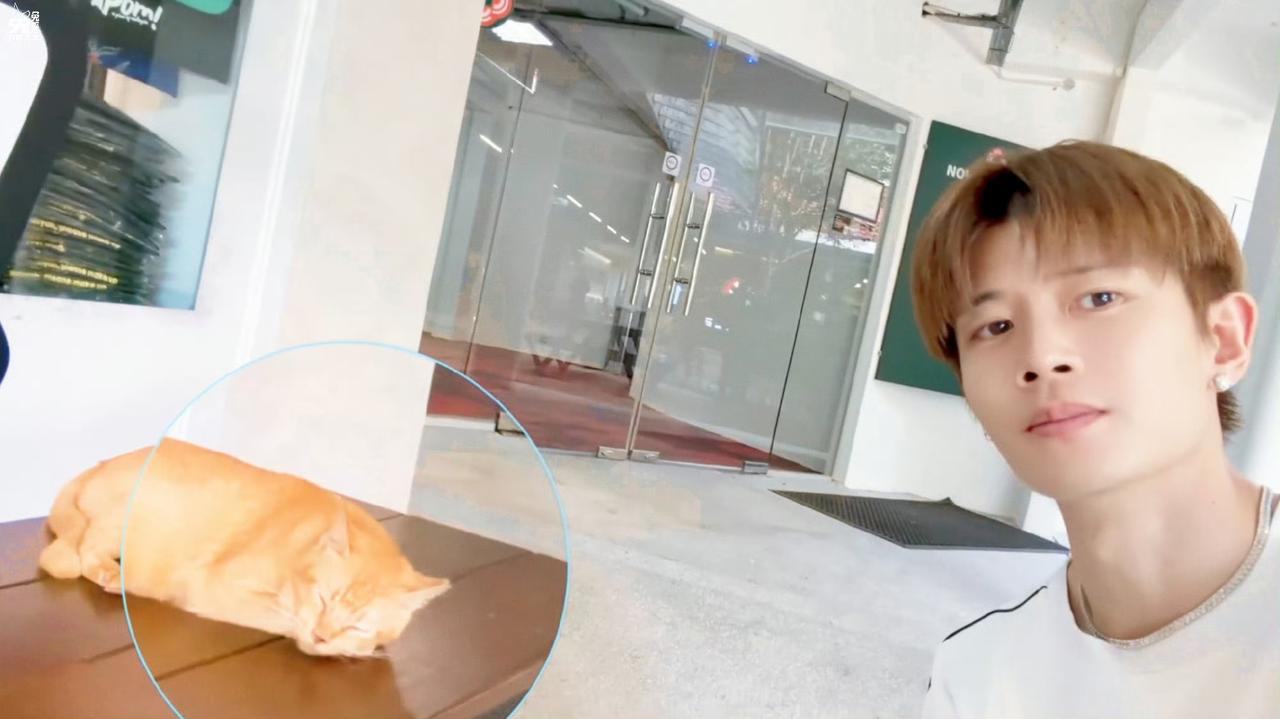 遇到一只小猫🐱嗯~它睡着了~它醒了~~国超这萌化人的声音，太苏了～可