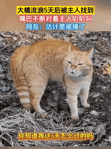 一只大橘猫走丢了整整五天。主人前后找遍了小区和周边街巷，急得吃不下睡不好，总怕它