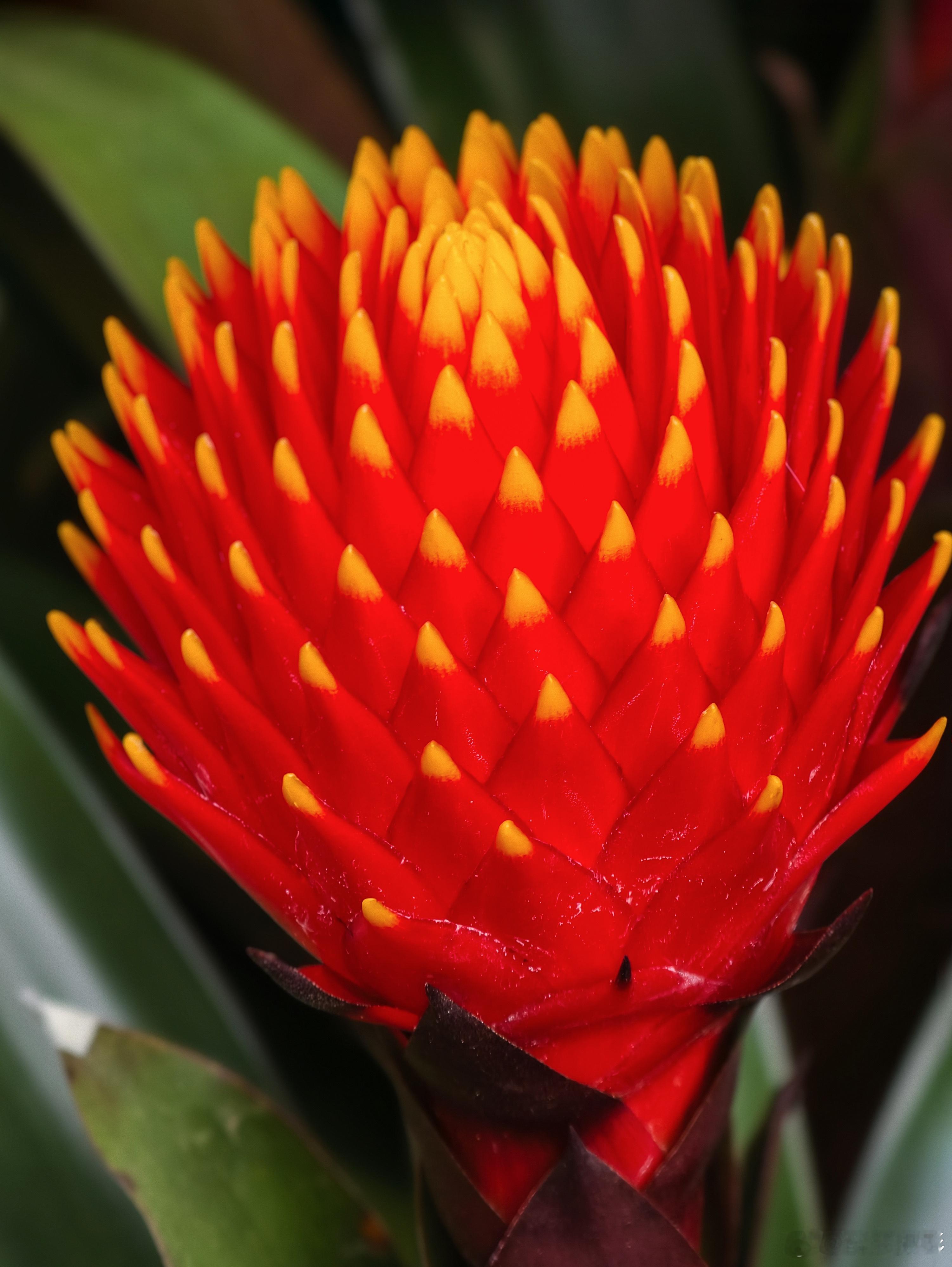 越秀公园拍花记｜春天的色彩都藏在这里啦！紫蝴蝶兰翩翩起舞，波斯菊温柔绽放，猪笼草