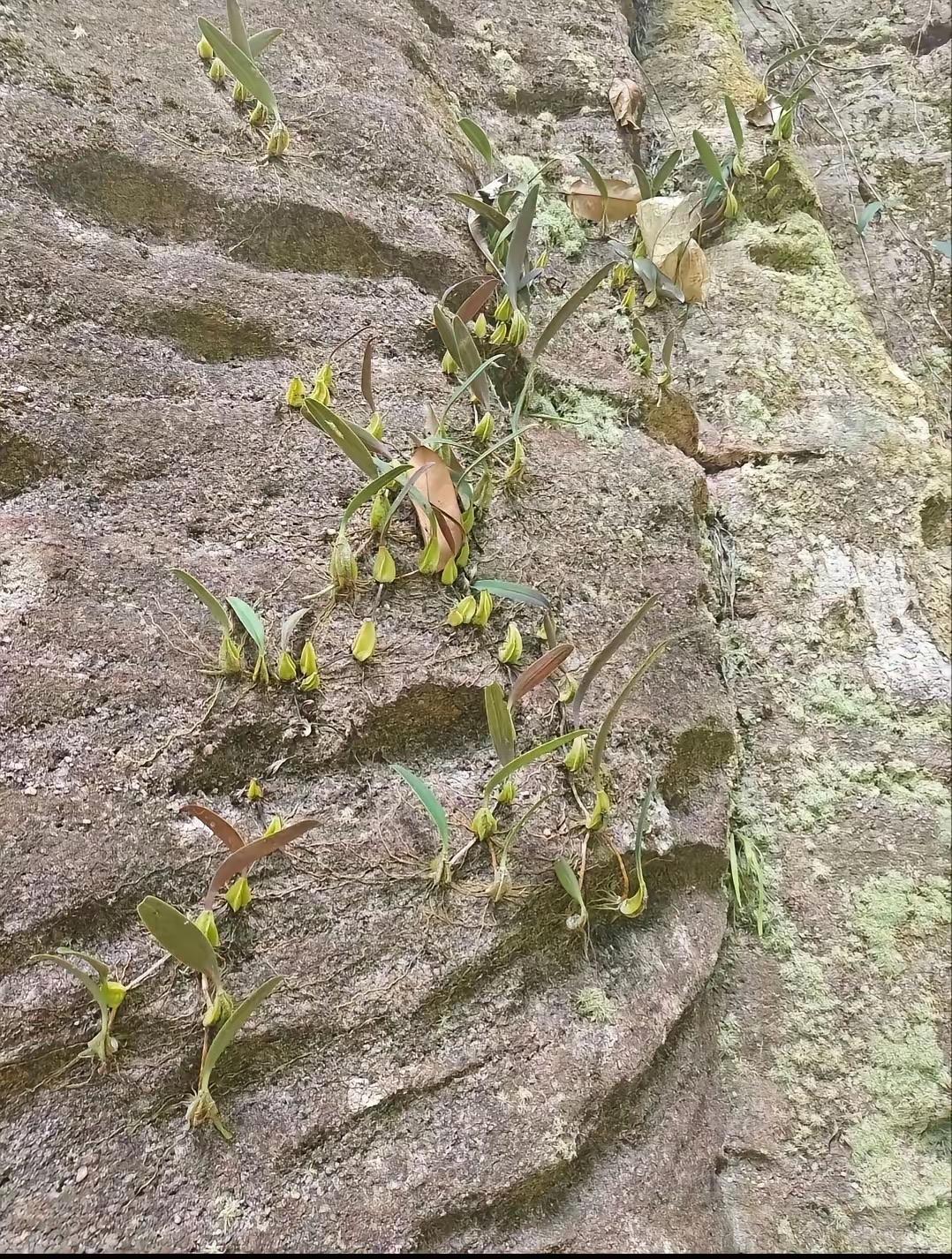 近日，广东韶关，一位护林员进山开展日常巡护时，没成想，竟然在陡峭的湿滑岩壁上发现