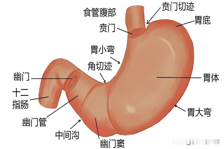 胃是人体重要的消化器官，属于六腑之一，和五脏配合运化气血，核心作用有以下几点：
