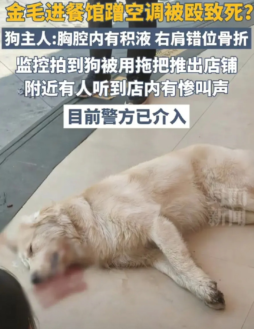 金毛进餐馆蹭空调被打死。狗主人一半错，老板一半错！养狗必须栓绳，锁在屋里了，狗怎