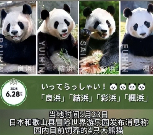 日本宣布：将在6月28日，将4只大熊猫归还中国！2025年5月23日，日本突然发
