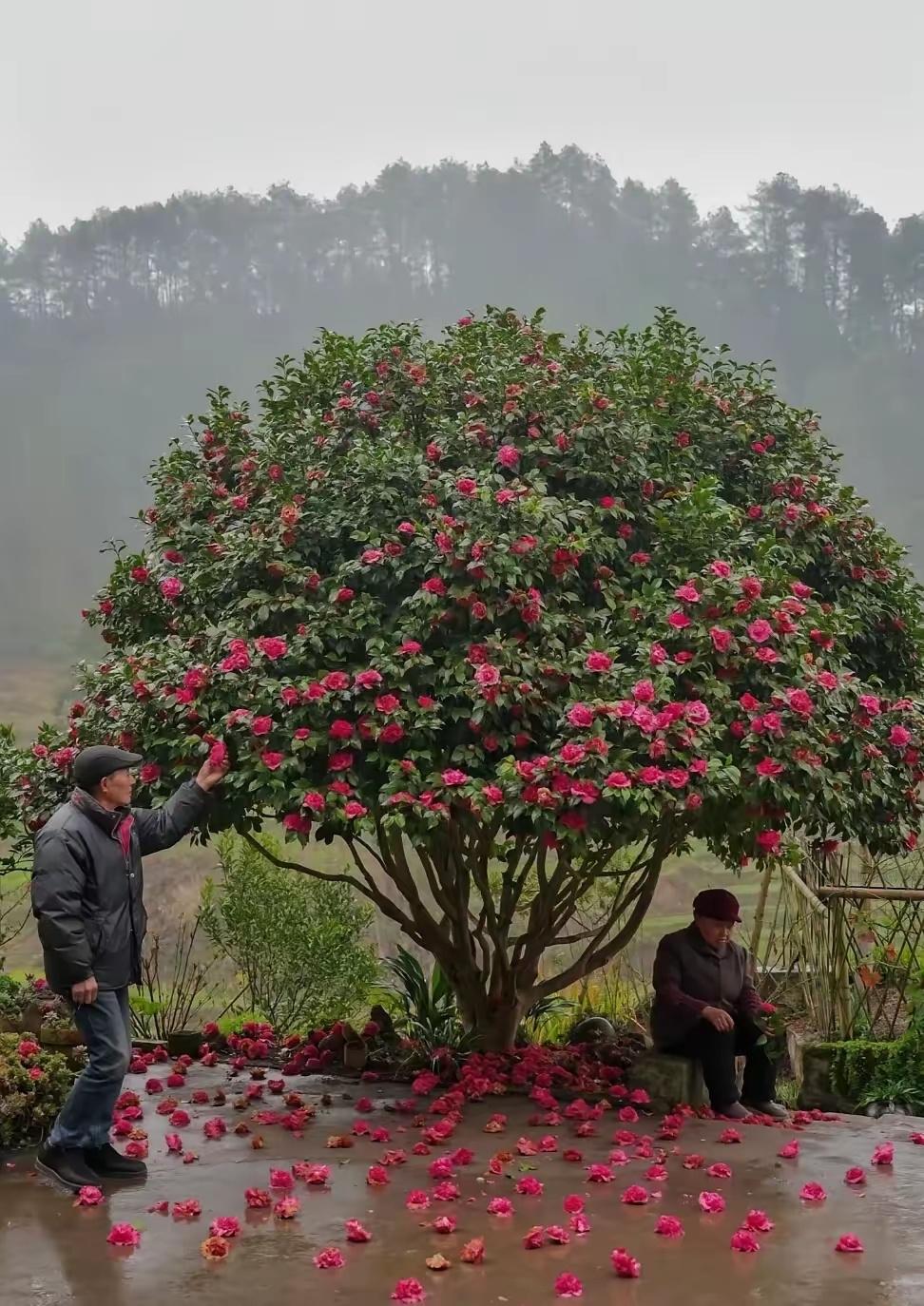 我家最值钱的“传家宝”，是奶奶屋后的山茶花。有人十万想买，爷爷奶奶一口回绝：