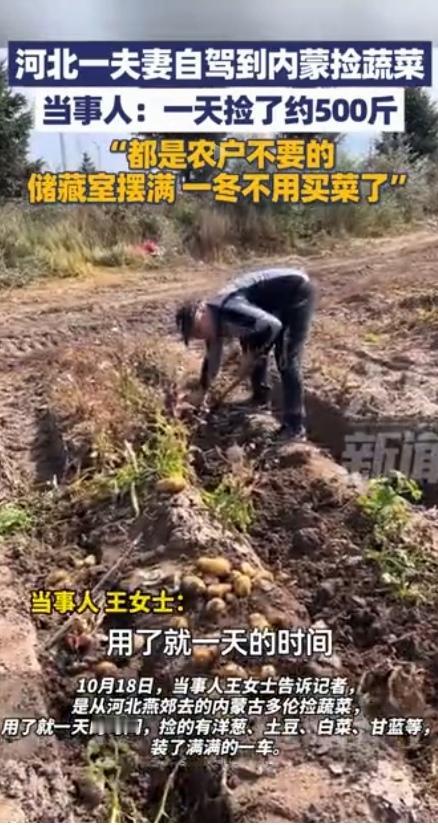 这趟真值！河北燕郊一夫妻自驾到内蒙古多伦捡蔬菜，夫妻俩花了一天的时间，捡了大约有
