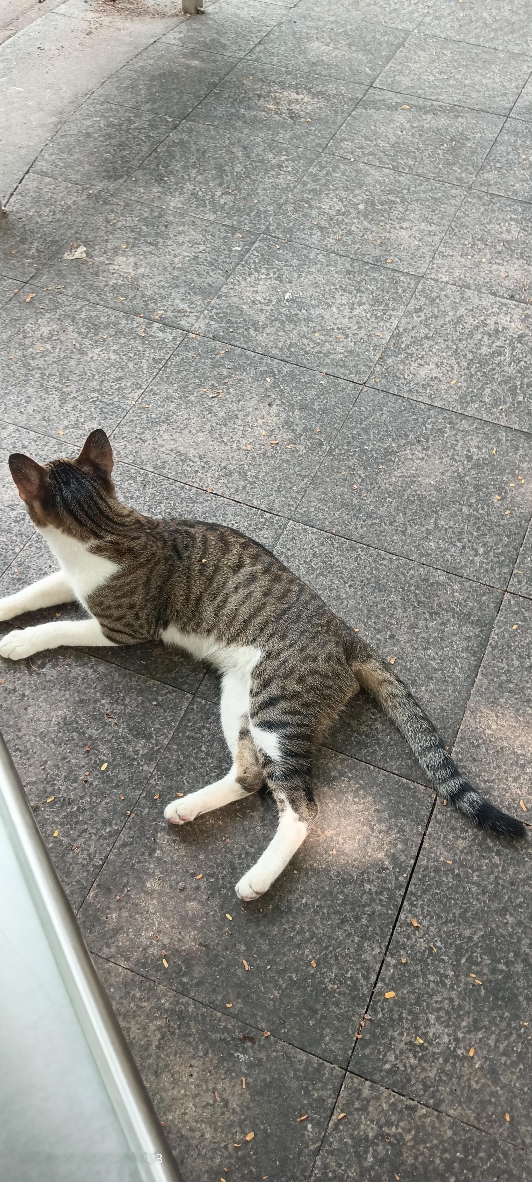 树下清早的“猫咪”祎只小小的[害羞]灰色的好可爱[抱抱]​​​