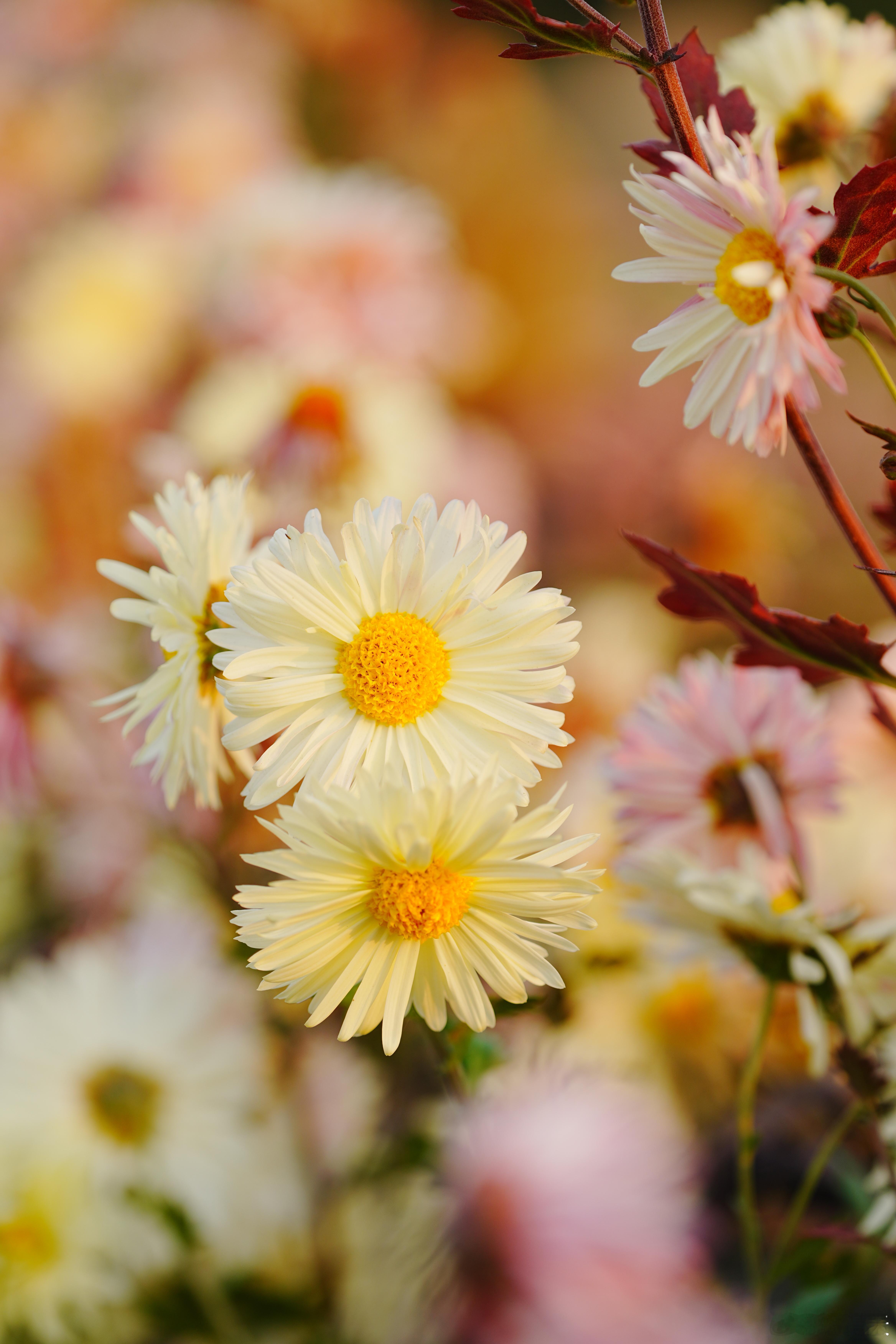 采菊东篱下，悠然见南山。这是什么菊？蜗的摄影日记