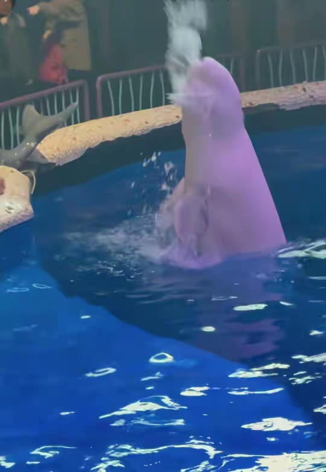 喷的真准！男子海洋馆抽烟，被白鲸精准喷水浇灭，衣服并没全湿。这个场景，瞬间点燃