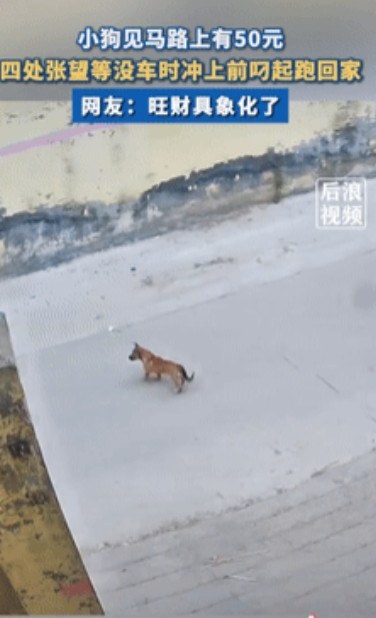 这狗要火了！浙江一小狗看到马路中间有50元，四处张望等车过去后，小狗毫不犹豫的冲