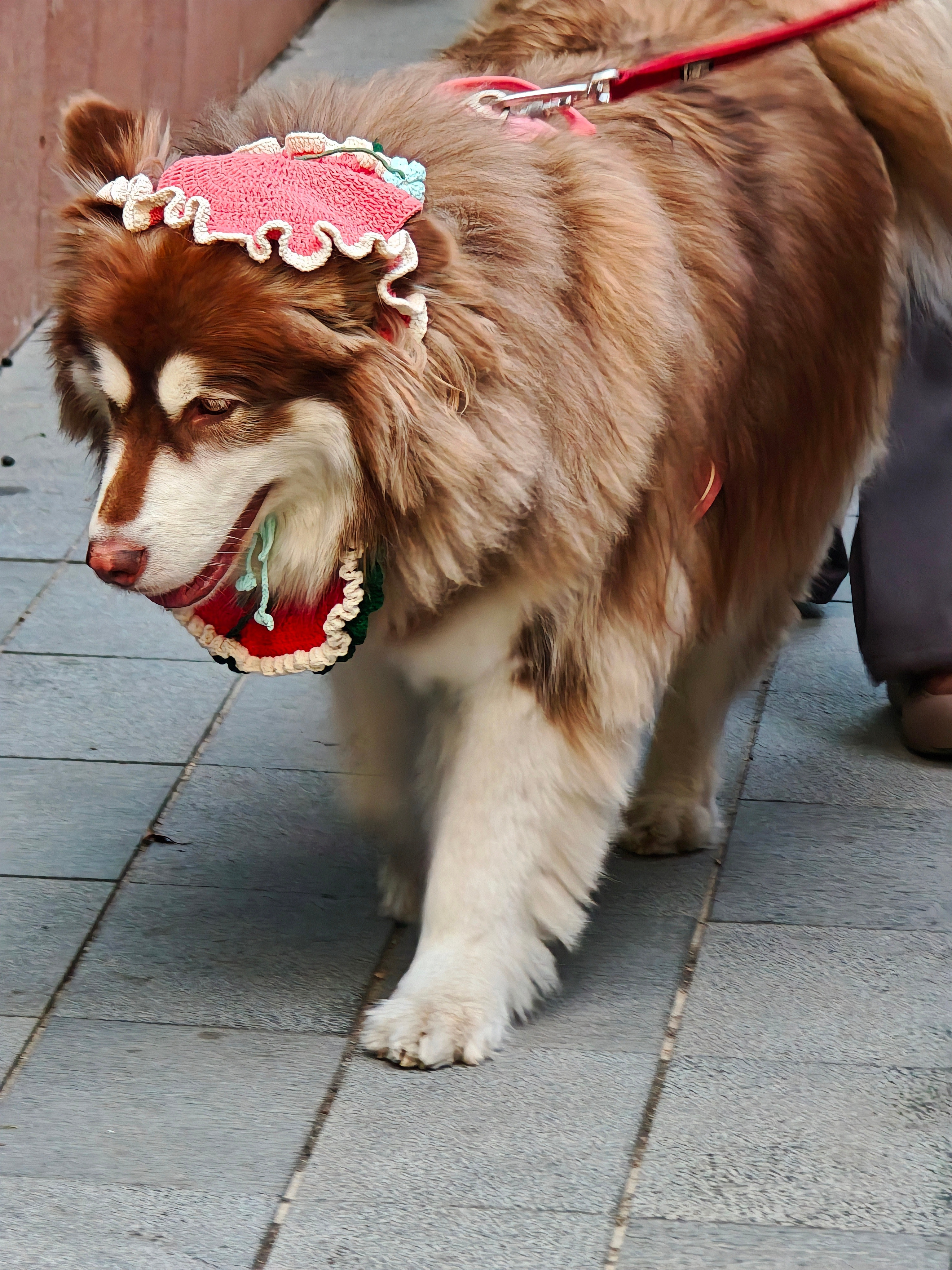 在浦东EKA天物逛，看到的遛宠物的年轻人远多于遛娃的人。看来并不是消费降级，而