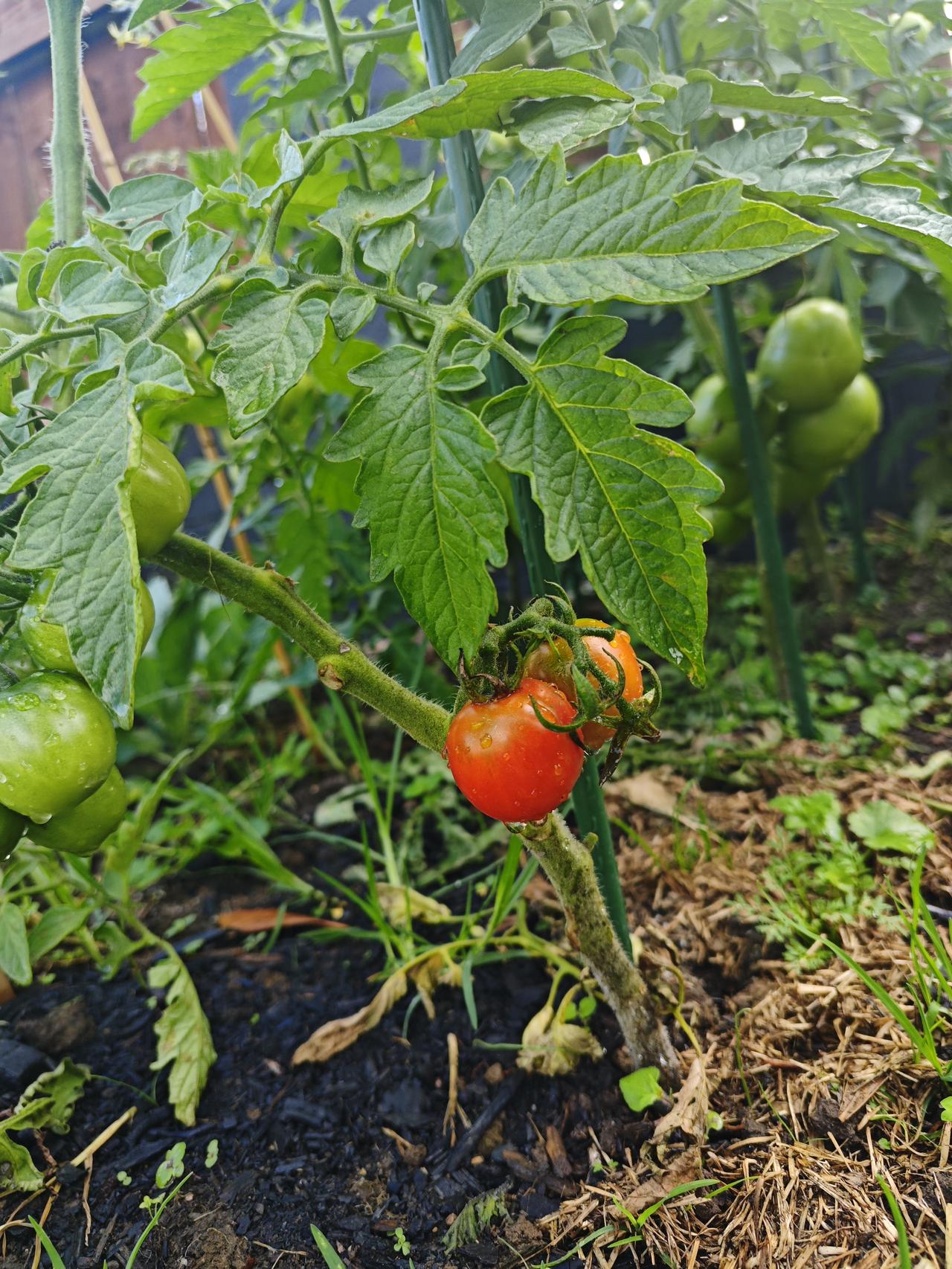 西红柿红了两个月前种的西红柿苗，而今终于看到它结的西红柿红了！[捂脸哭]说