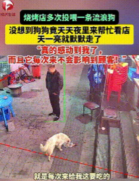 报恩的狗，吉林烧烤店老板经常喂养流浪狗，没想到个狗狗天天夜里来帮忙看店，天一亮又