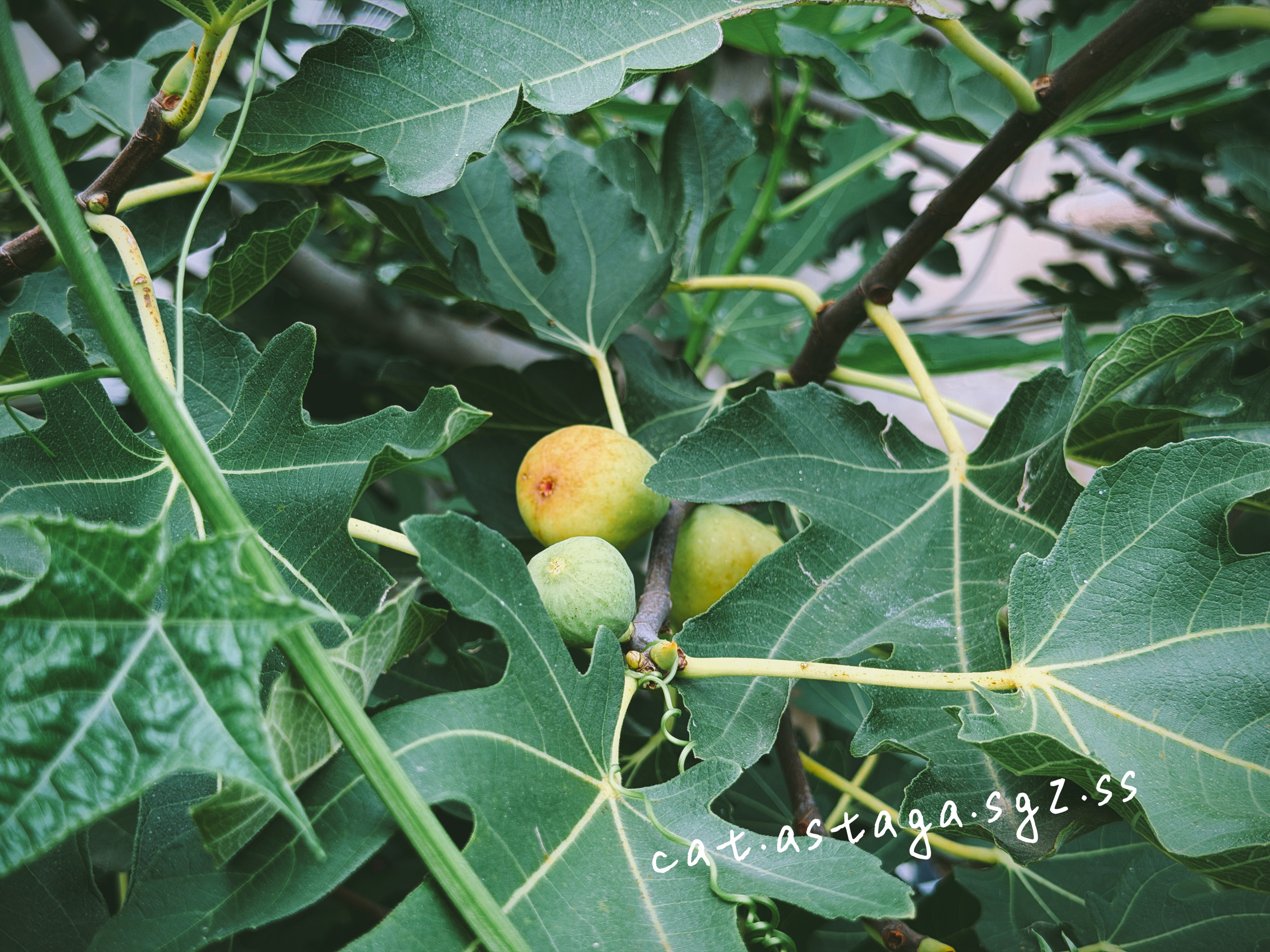 我疑心这棵无花果树是来报恩的，每年挂的果子多到数不清，一茬儿接着一茬儿疯长。手里