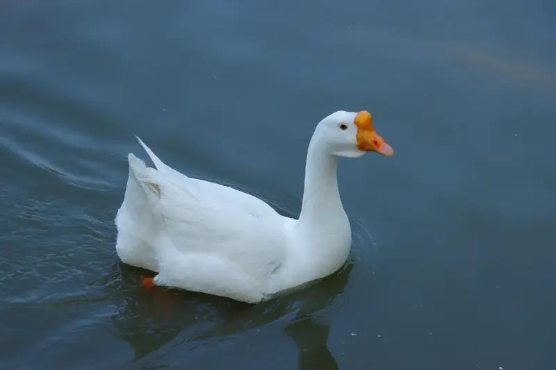 近年来，越来越多的农民尝试通过中药喂养家禽来提升其健康水平和生产性能。然而，这一